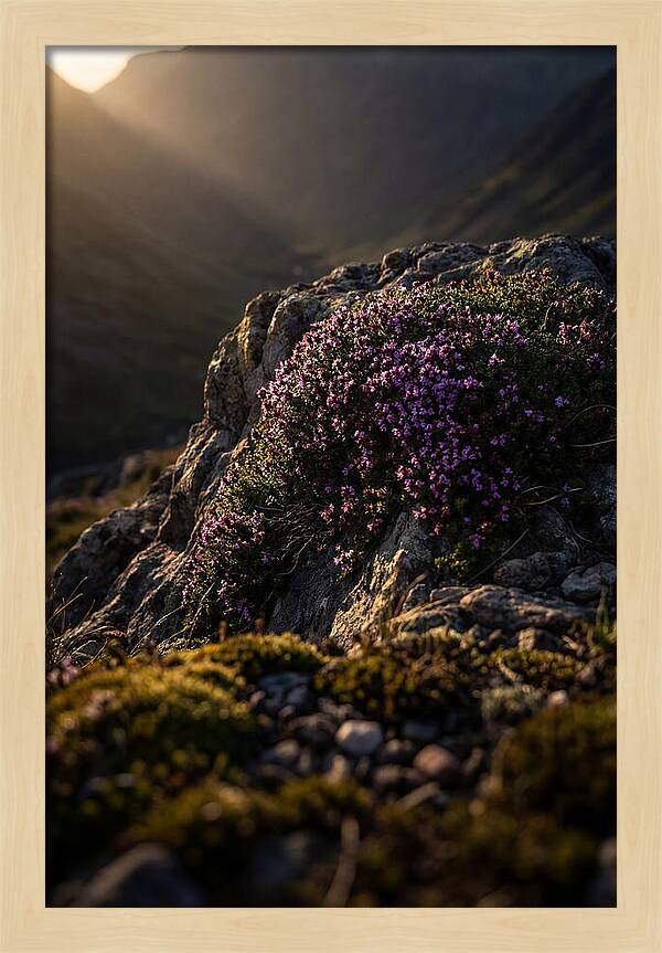 Wild Thyme Blossoms On Rock