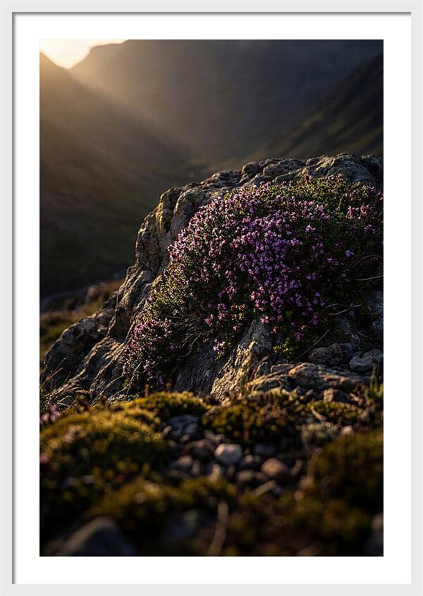 Wild Thyme Blossoms On Rock