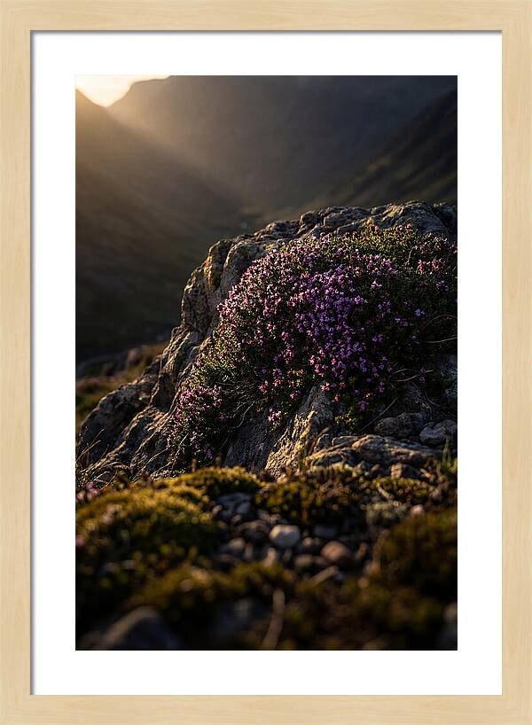 Wild Thyme Blossoms On Rock