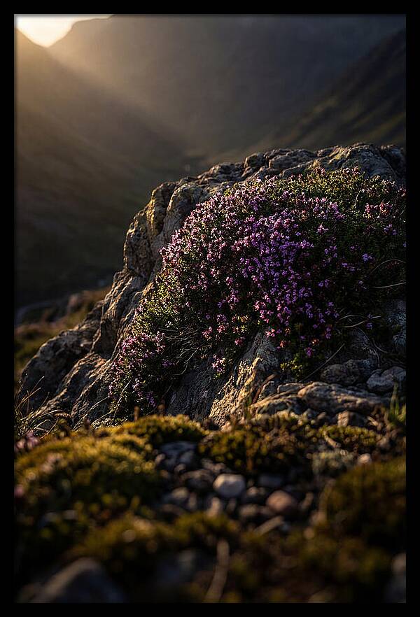 Wild Thyme Blossoms On Rock