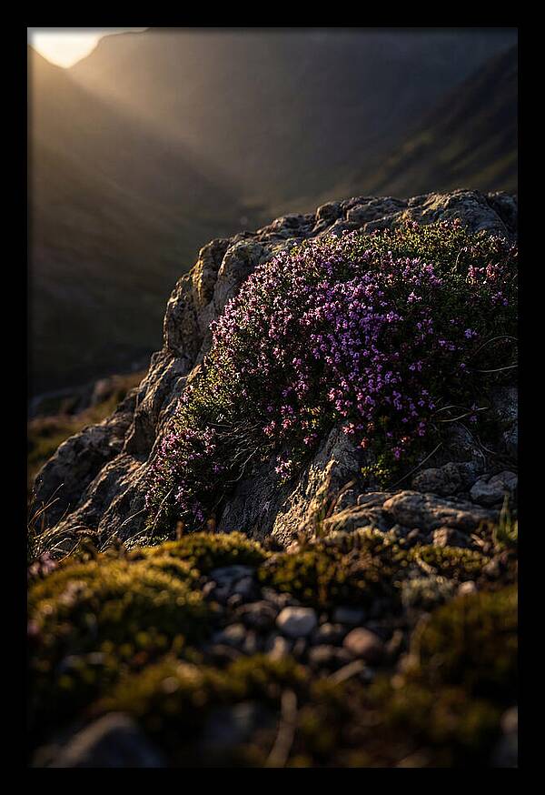 Wild Thyme Blossoms On Rock