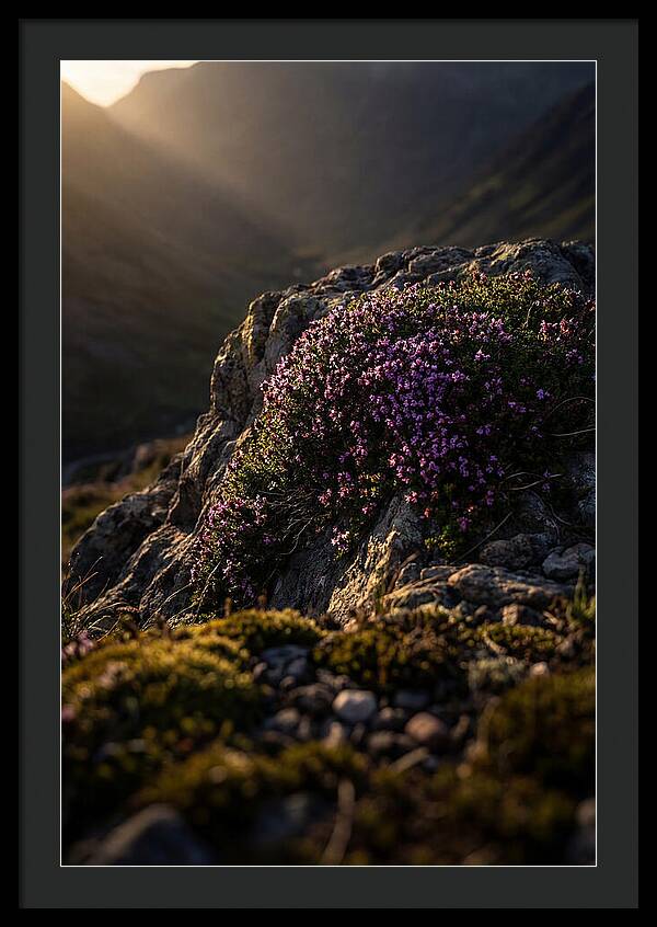 Wild Thyme Blossoms On Rock
