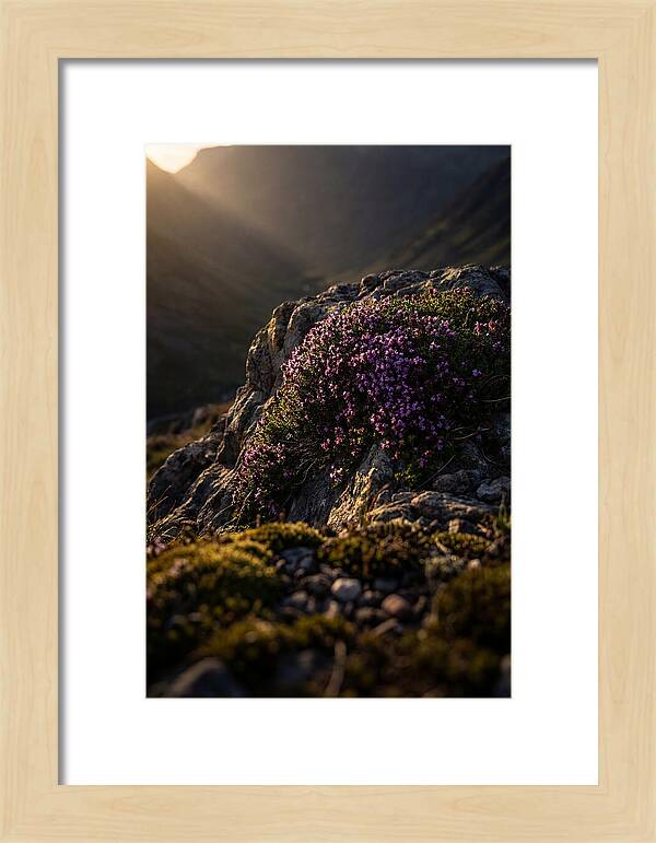 Wild Thyme Blossoms On Rock