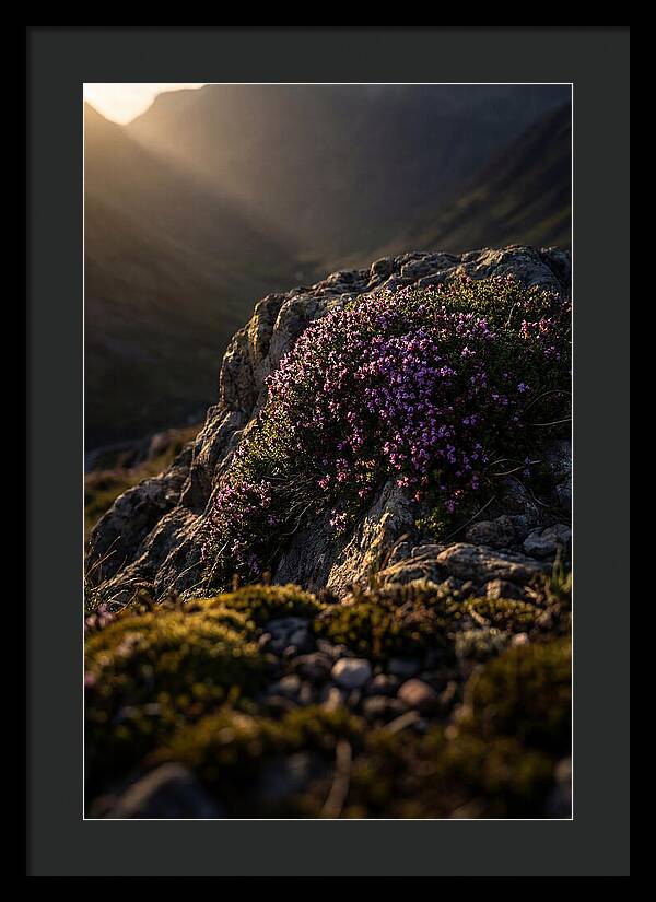 Wild Thyme Blossoms On Rock