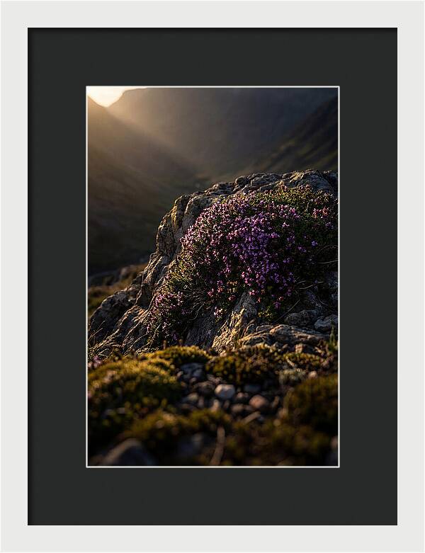 Wild Thyme Blossoms On Rock