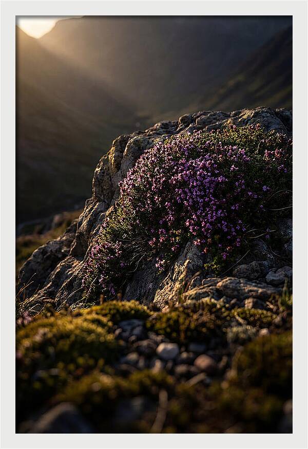 Wild Thyme Blossoms On Rock