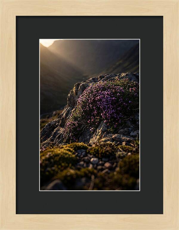 Wild Thyme Blossoms On Rock