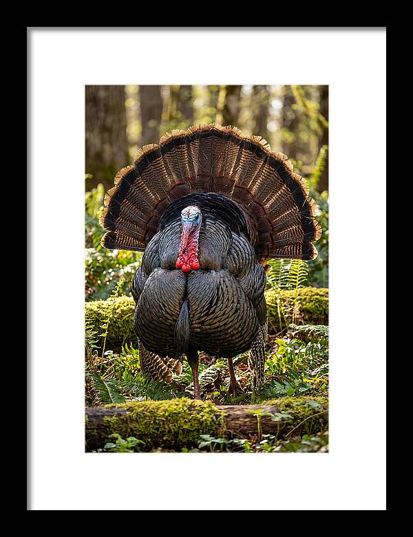 Wild Turkey Tom Displaying