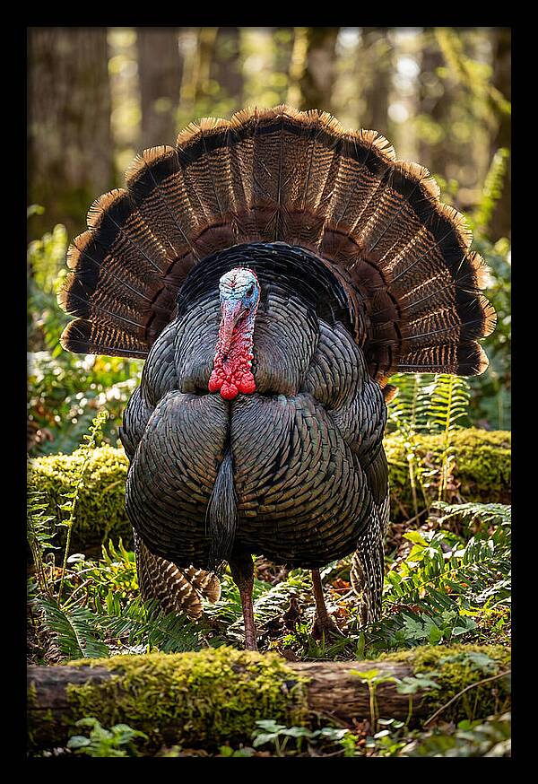 Wild Turkey Tom Displaying