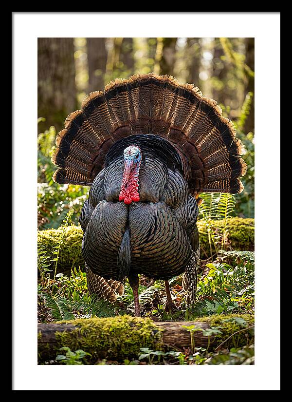 Wild Turkey Tom Displaying