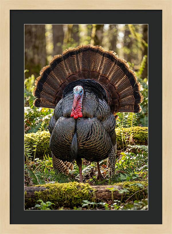 Wild Turkey Tom Displaying