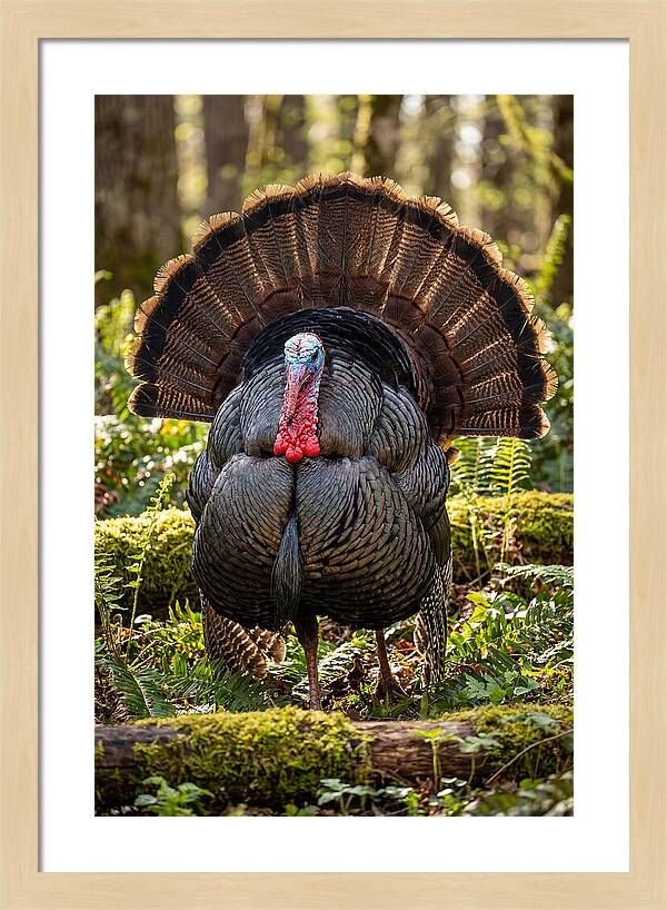 Wild Turkey Tom Displaying