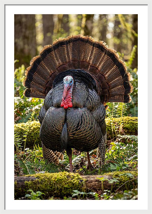 Wild Turkey Tom Displaying