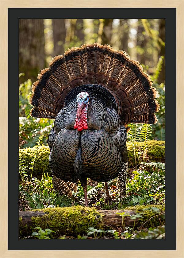 Wild Turkey Tom Displaying