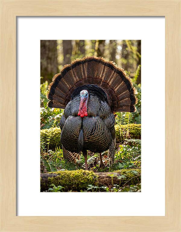 Wild Turkey Tom Displaying