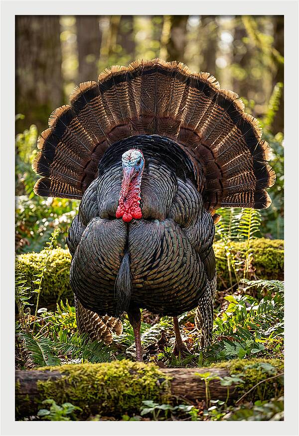 Wild Turkey Tom Displaying