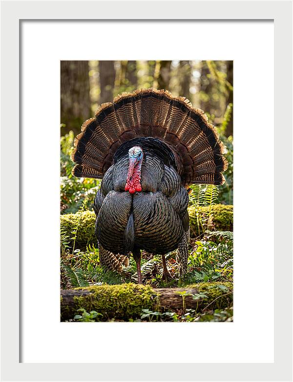 Wild Turkey Tom Displaying