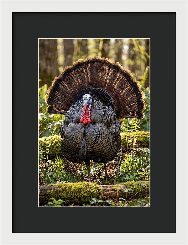 Wild Turkey Tom Displaying