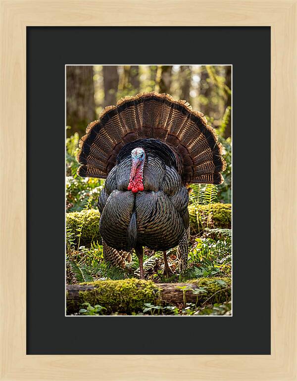 Wild Turkey Tom Displaying