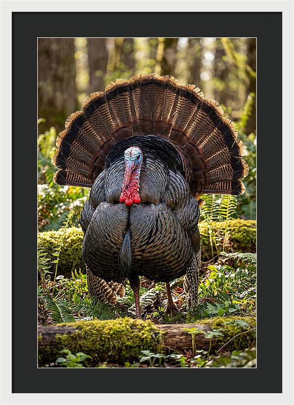 Wild Turkey Tom Displaying