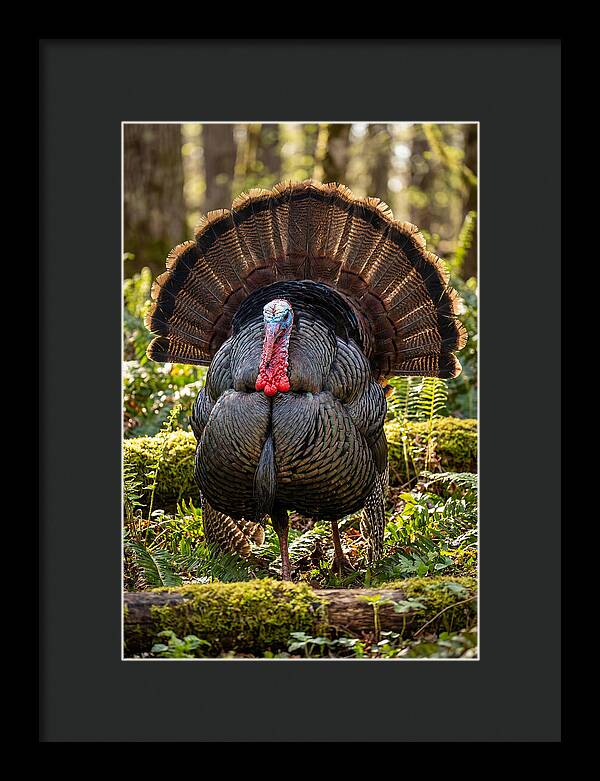 Wild Turkey Tom Displaying