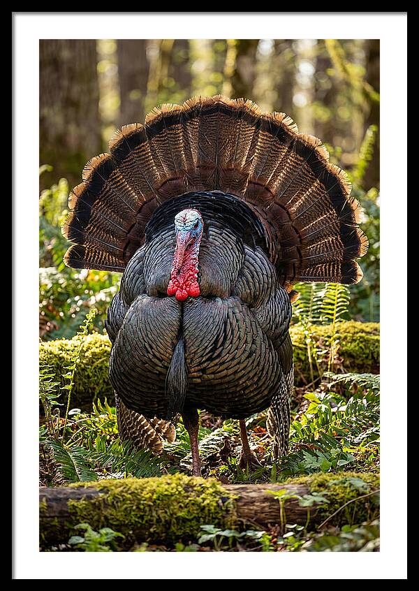 Wild Turkey Tom Displaying