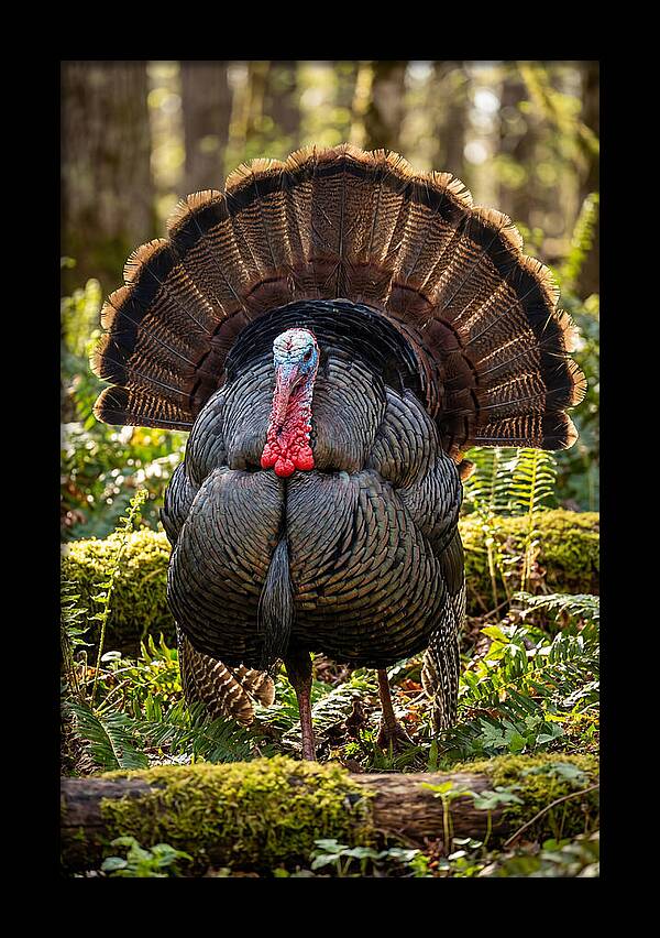Wild Turkey Tom Displaying