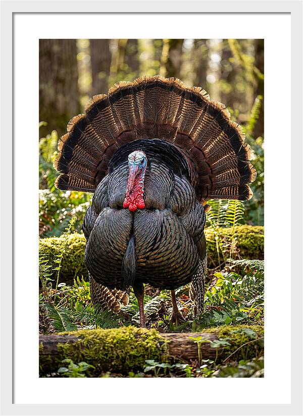 Wild Turkey Tom Displaying