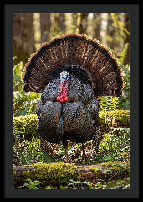 Wild Turkey Tom Displaying