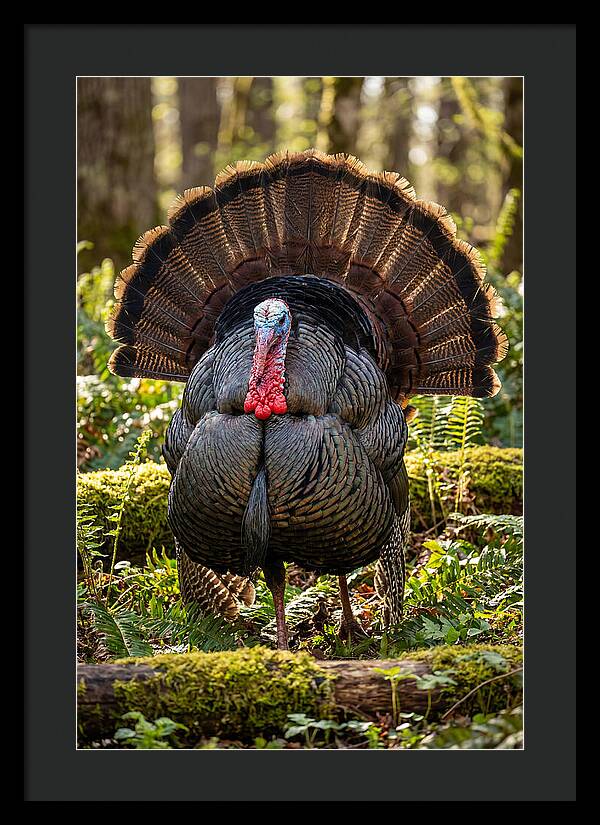 Wild Turkey Tom Displaying