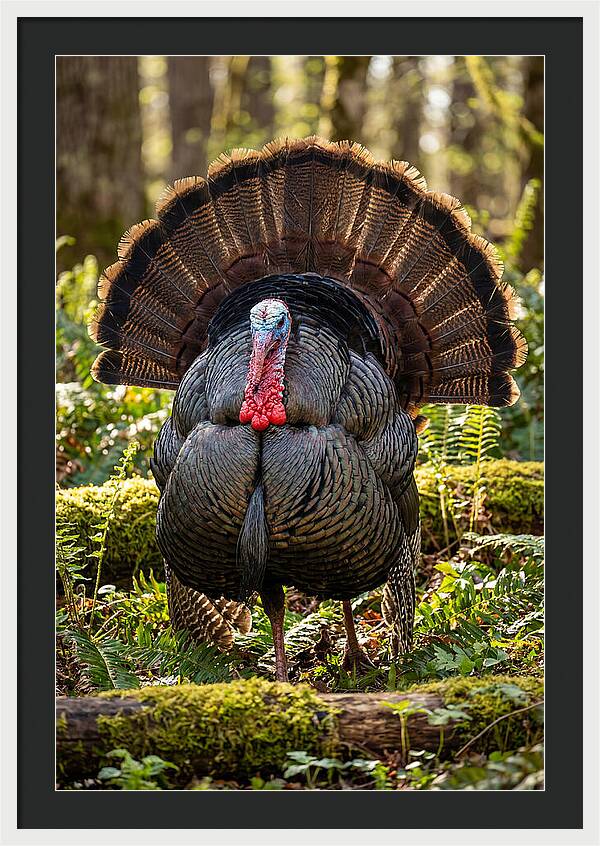 Wild Turkey Tom Displaying