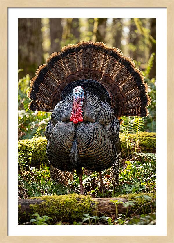 Wild Turkey Tom Displaying
