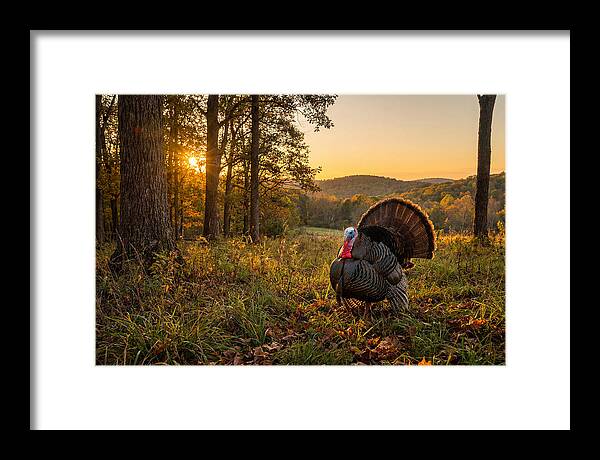 Wild Turkey Tom In Display