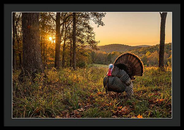 Wild Turkey Tom In Display