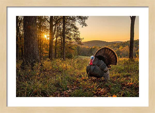Wild Turkey Tom In Display