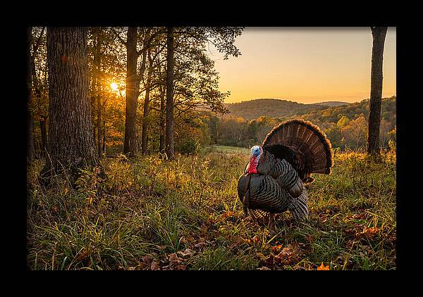 Wild Turkey Tom In Display