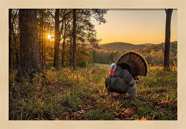 Wild Turkey Tom In Display