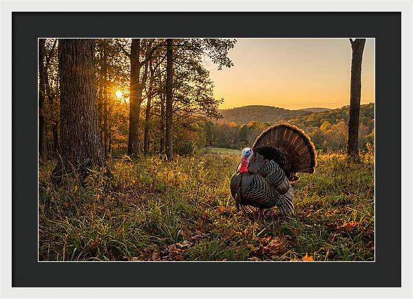 Wild Turkey Tom In Display