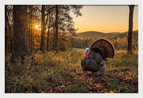 Wild Turkey Tom In Display