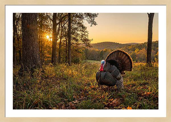 Wild Turkey Tom In Display