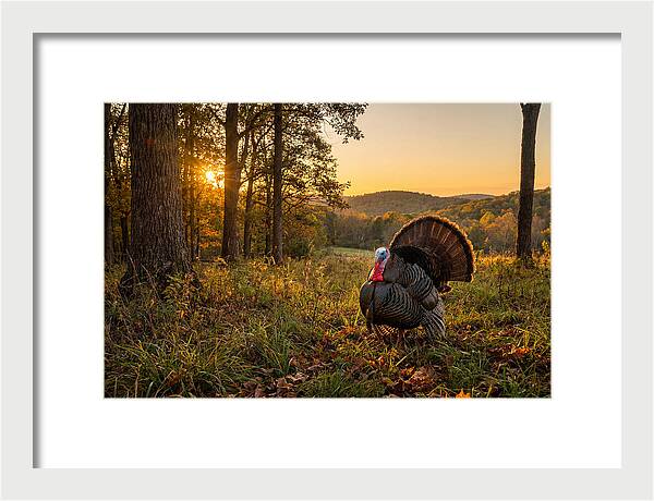 Wild Turkey Tom In Display