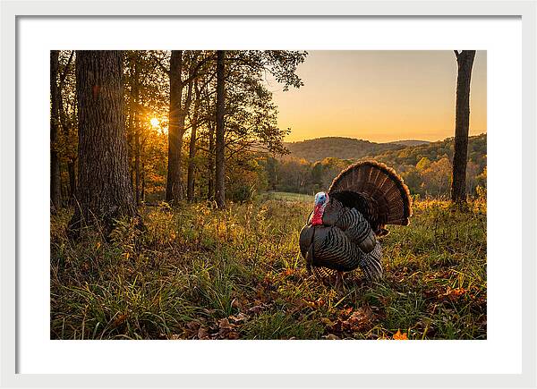 Wild Turkey Tom In Display