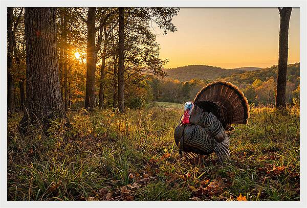 Wild Turkey Tom In Display