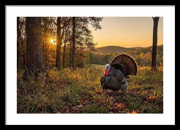 Wild Turkey Tom In Display