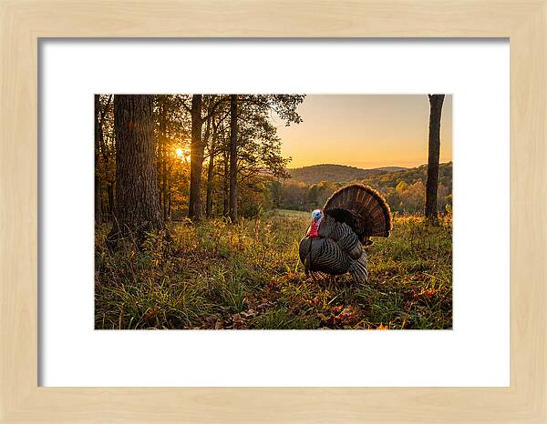 Wild Turkey Tom In Display