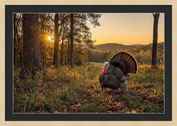 Wild Turkey Tom In Display