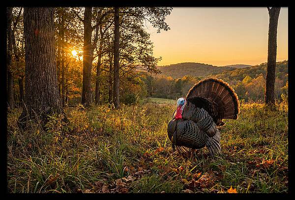 Wild Turkey Tom In Display