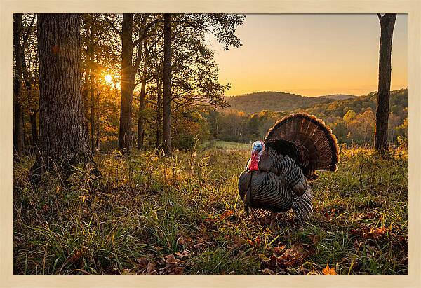 Wild Turkey Tom In Display