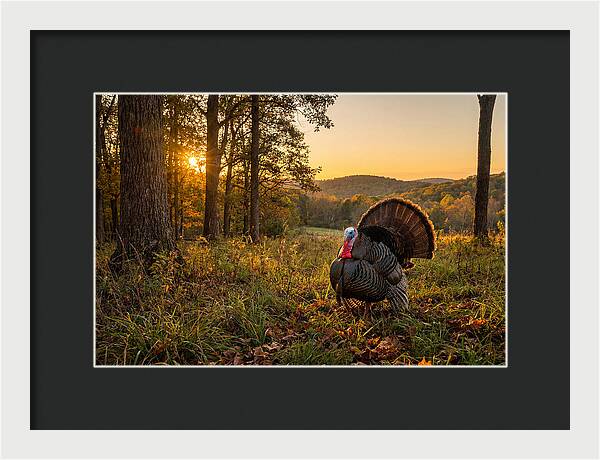 Wild Turkey Tom In Display