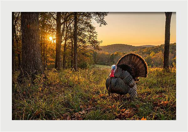 Wild Turkey Tom In Display